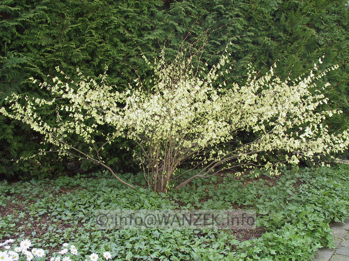 Corylopsis spicata1.JPG